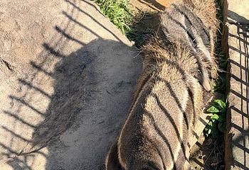 冲绳儿童王国第 13 张图片