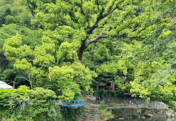 石舍村第 24 张图片