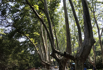 钟山风景名胜区第 165 张图片