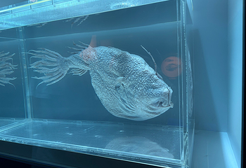 名古屋港水族馆第 52 张图片