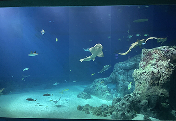 丹麦国立水族馆第 21 张图片