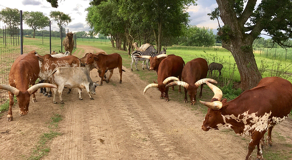 Safari Lake Geneva | Online Reservations Required