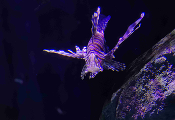 悉尼水族馆第 44 张图片