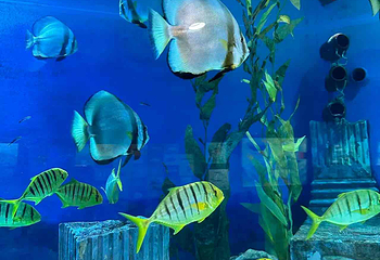 Sea Life COEX水族馆第 35 张图片