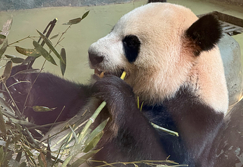 成都大熊猫繁育研究基地第 372 张图片