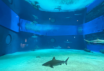 冲绳美丽海水族馆第 81 张图片