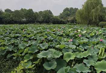 玄武湖景区第 139 张图片