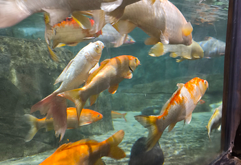 河内时代之城水族馆第 19 张图片