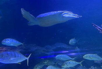 吉隆坡城中城水族馆第 72 张图片