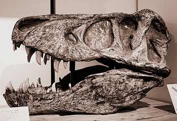Kitakyushu Museum of Natural History & Human History第 6 张图片