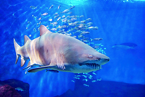 塞维利亚水族馆