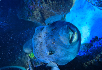 SEA LIFE Scarborough第 17 张图片