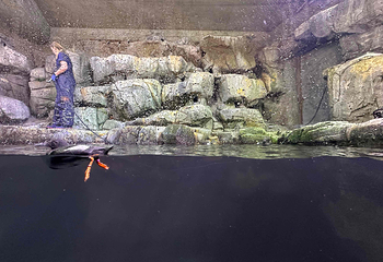 墨尔本水族馆第 52 张图片