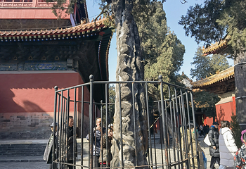 曲阜三孔景区第 214 张图片