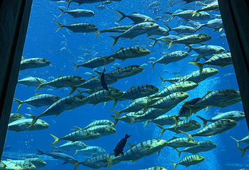 三亚亚特兰蒂斯失落的空间水族馆第 205 张图片