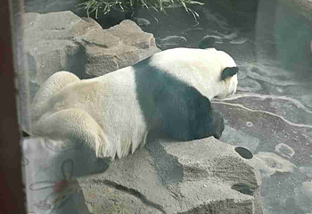 济南野生动物世界第 38 张图片
