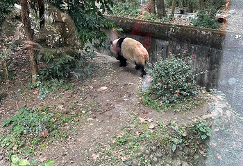 成都大熊猫繁育研究基地第 732 张图片