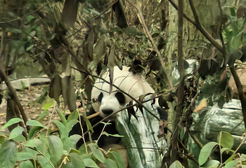成都大熊猫繁育研究基地第 588 张图片