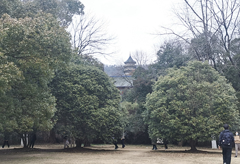 虎丘山风景名胜区第 239 张图片
