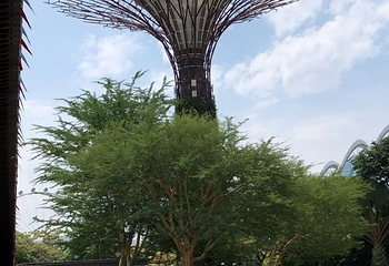新加坡滨海湾花园第 261 张图片