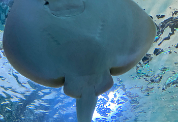 悉尼水族馆第 66 张图片