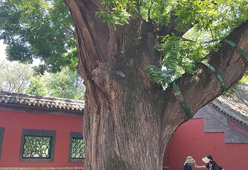 晋祠博物馆第 410 张图片