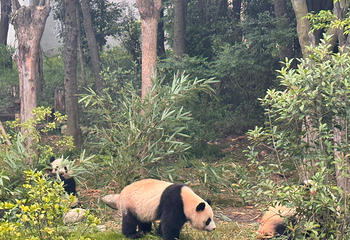 成都大熊猫繁育研究基地第 216 张图片