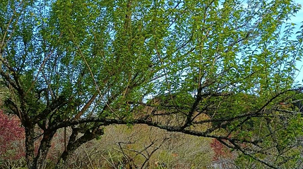 梅花山华南虎园生态旅游景区第 1 张图片