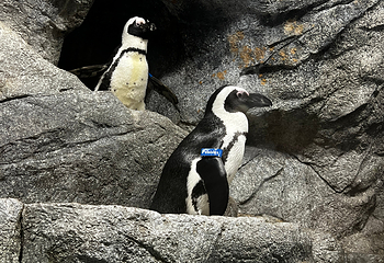 佛州水族馆第 21 张图片