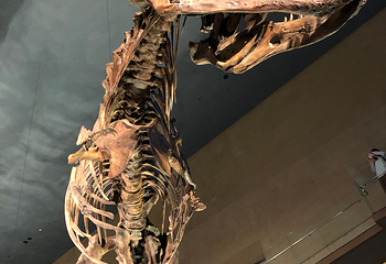 Kitakyushu Museum of Natural History & Human History第 8 张图片