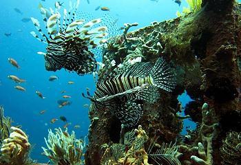 Diving Indo第 4 张图片