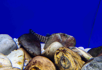 上海海洋水族馆第 143 张图片