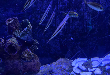 吉隆坡城中城水族馆第 35 张图片