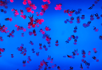 上海海洋水族馆第 181 张图片