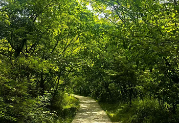 青峰峡森林公园第 18 张图片