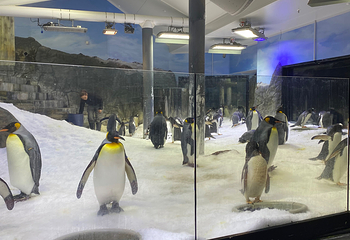 悉尼水族馆第 47 张图片