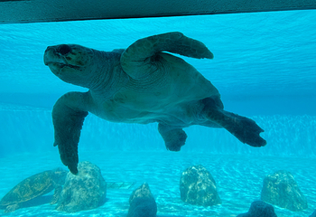 冲绳美丽海水族馆第 179 张图片