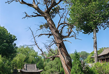 晋祠博物馆第 347 张图片