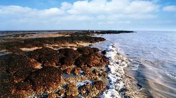 蛎岈山牡蛎礁海洋特别保护区