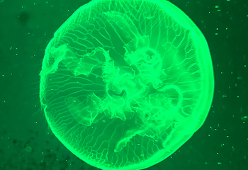 奥兰多海洋生物水族馆第 19 张图片
