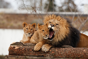 哥本哈根动物园