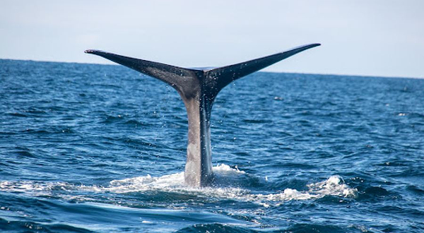 Whale2Sea Andenes - Whale and Bird Watching - former Sea Safari Andenes