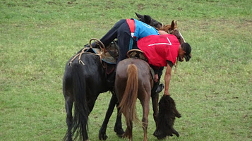 Kök Börü Play Yard of Shabdan