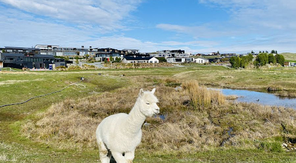 Lake Tekapo Petting Zoo