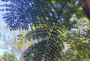 中国科学院西双版纳热带植物园第 82 张图片