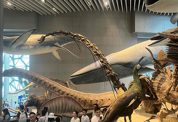 上海自然博物馆第 86 张图片