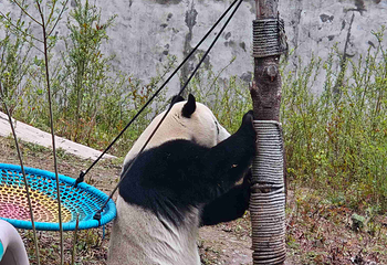 甲勿海·熊猫园景区第 8 张图片