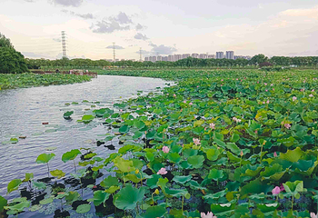 荷塘月色湿地公园第 40 张图片