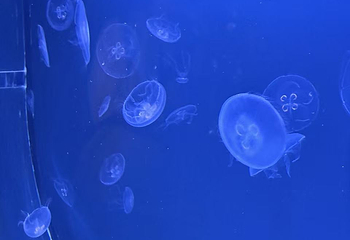 凯恩斯水族馆第 56 张图片