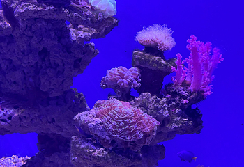 老虎滩海洋公园第 85 张图片